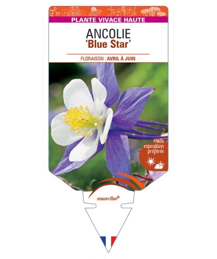 ANCOLIE Blue Star
