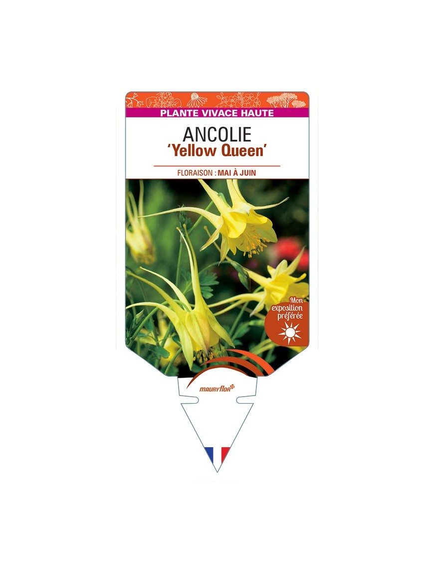 ANCOLIE chrysantha Yellow Queen