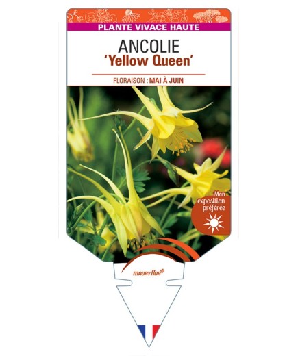 ANCOLIE chrysantha Yellow Queen