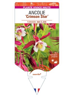 ANCOLIE Crimson Star