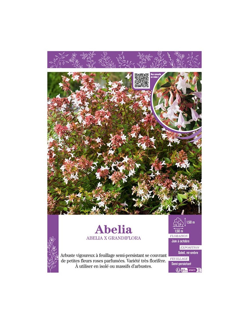 ABELIA X GRANDIFLORA