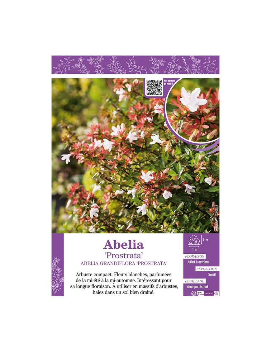 ABELIA GRANDIFLORA PROSTRATA