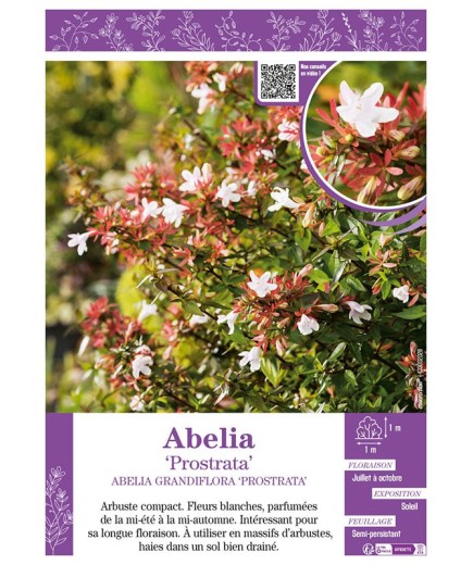 ABELIA GRANDIFLORA PROSTRATA