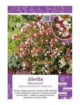 ABELIA GRANDIFLORA SHERWOOD