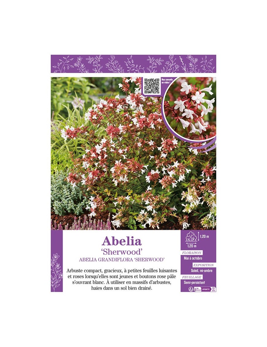 ABELIA GRANDIFLORA SHERWOOD