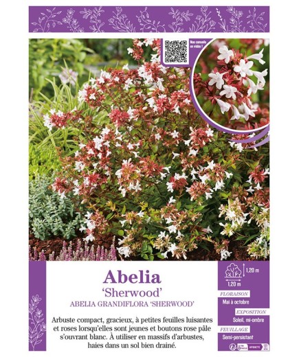 ABELIA GRANDIFLORA SHERWOOD