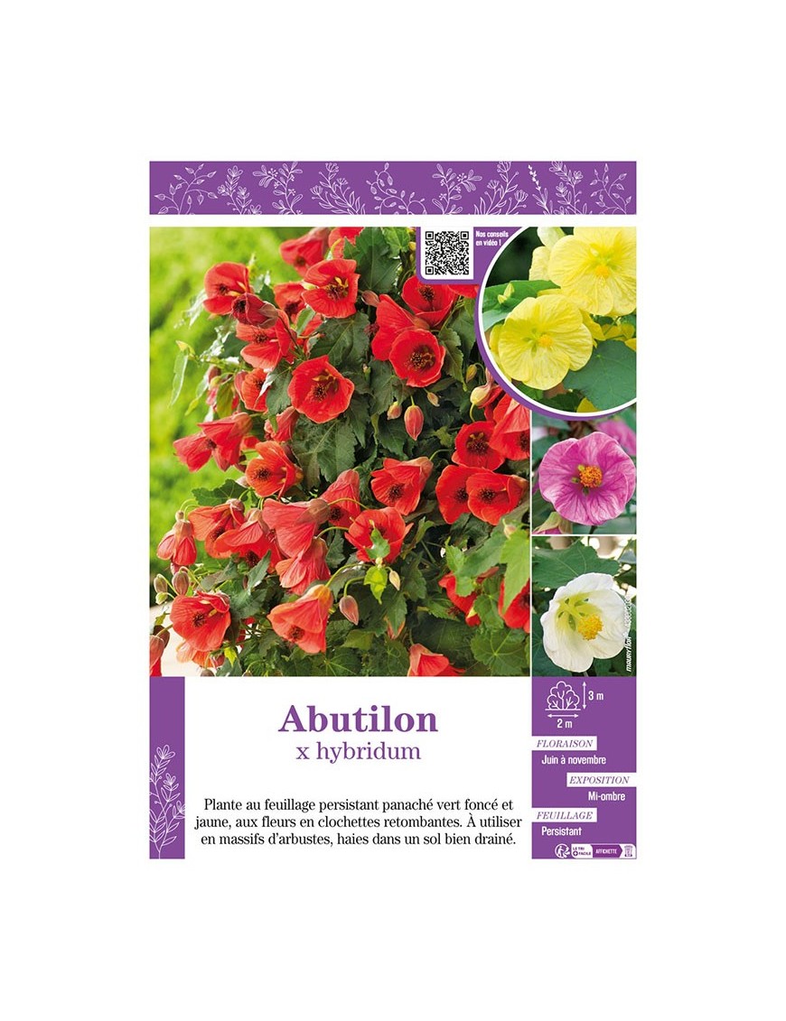 ABUTILON X HYBRIDUM (varié)