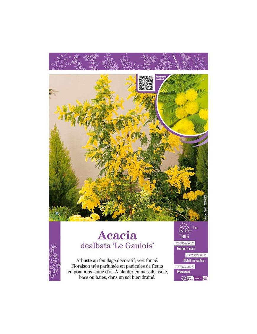 ACACIA DEALBATA LE GAULOIS