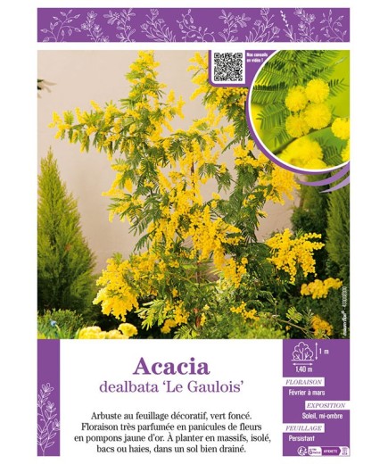 ACACIA DEALBATA LE GAULOIS