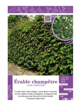 ACER CAMPESTRE voir ÉRABLE CHAMPÊTRE