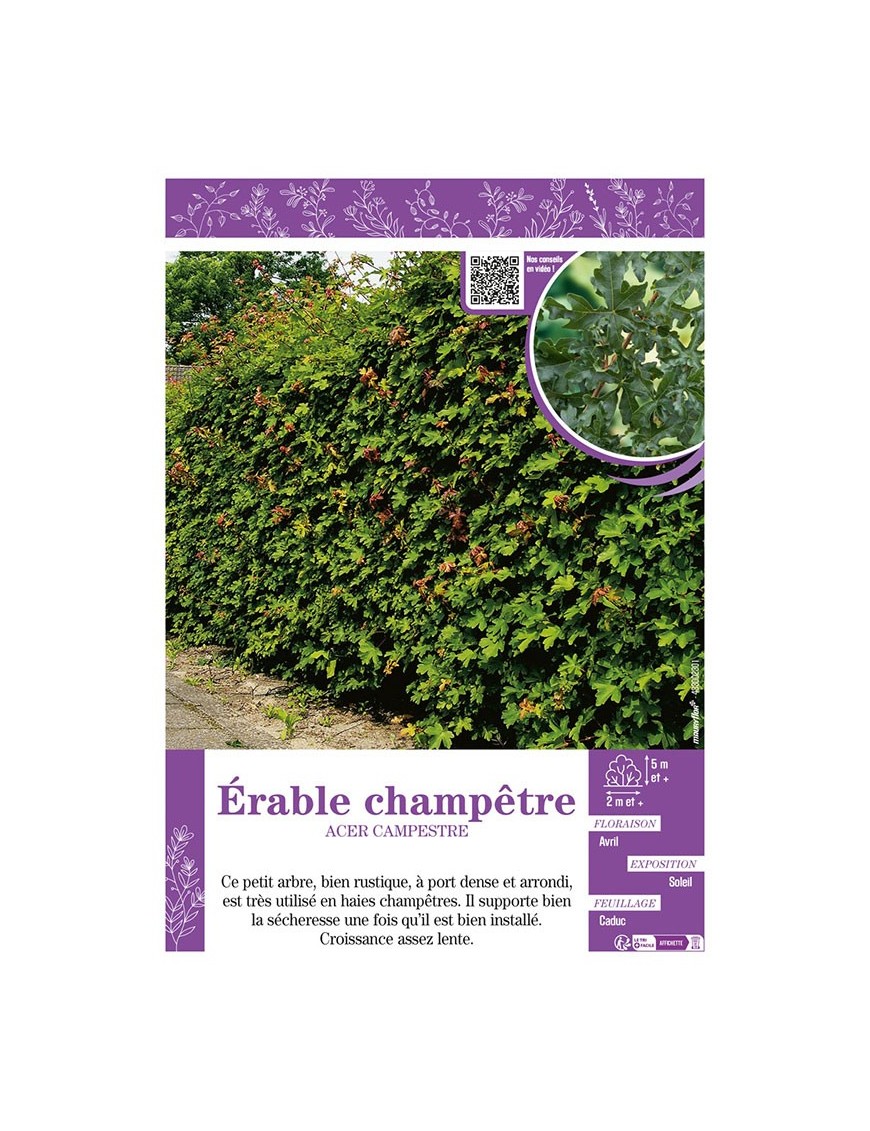 ACER CAMPESTRE voir ÉRABLE CHAMPÊTRE