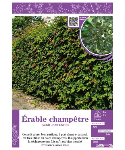 ACER CAMPESTRE voir ÉRABLE CHAMPÊTRE