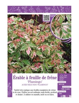 ACER NEGUNDO FLAMINGO voir ÉRABLE À FEUILLE DE FRÊNE