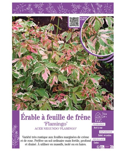 ACER NEGUNDO FLAMINGO voir ÉRABLE À FEUILLE DE FRÊNE