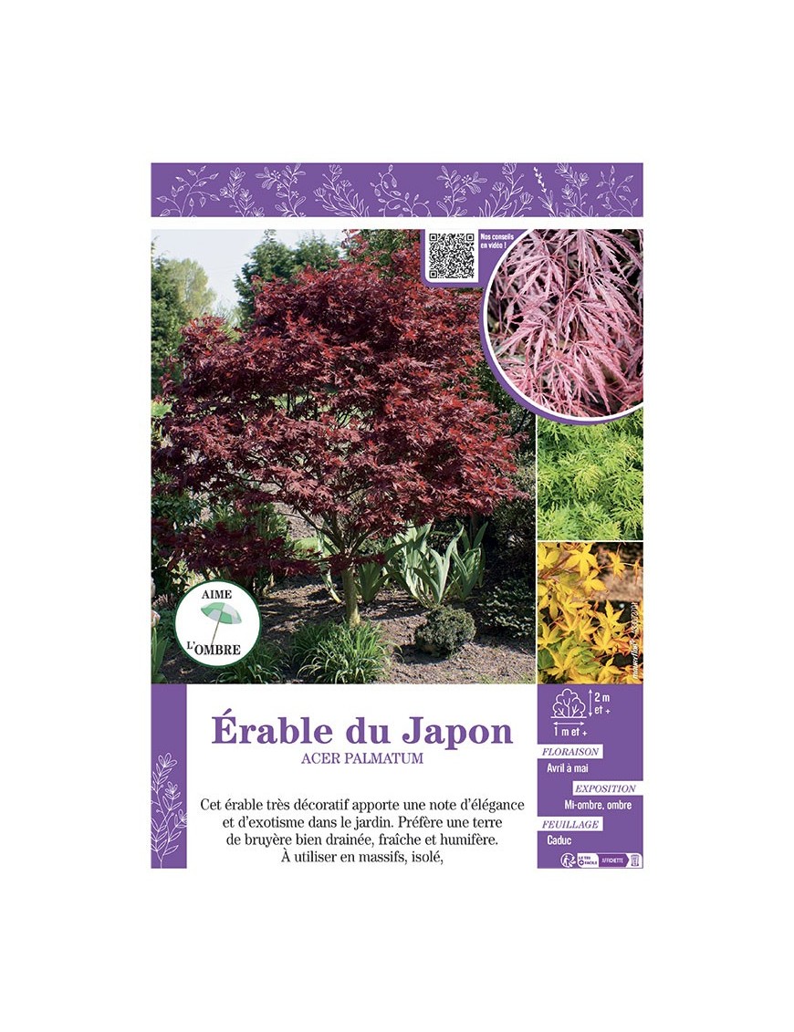 ACER PALMATUM voir ÉRABLE DU JAPON