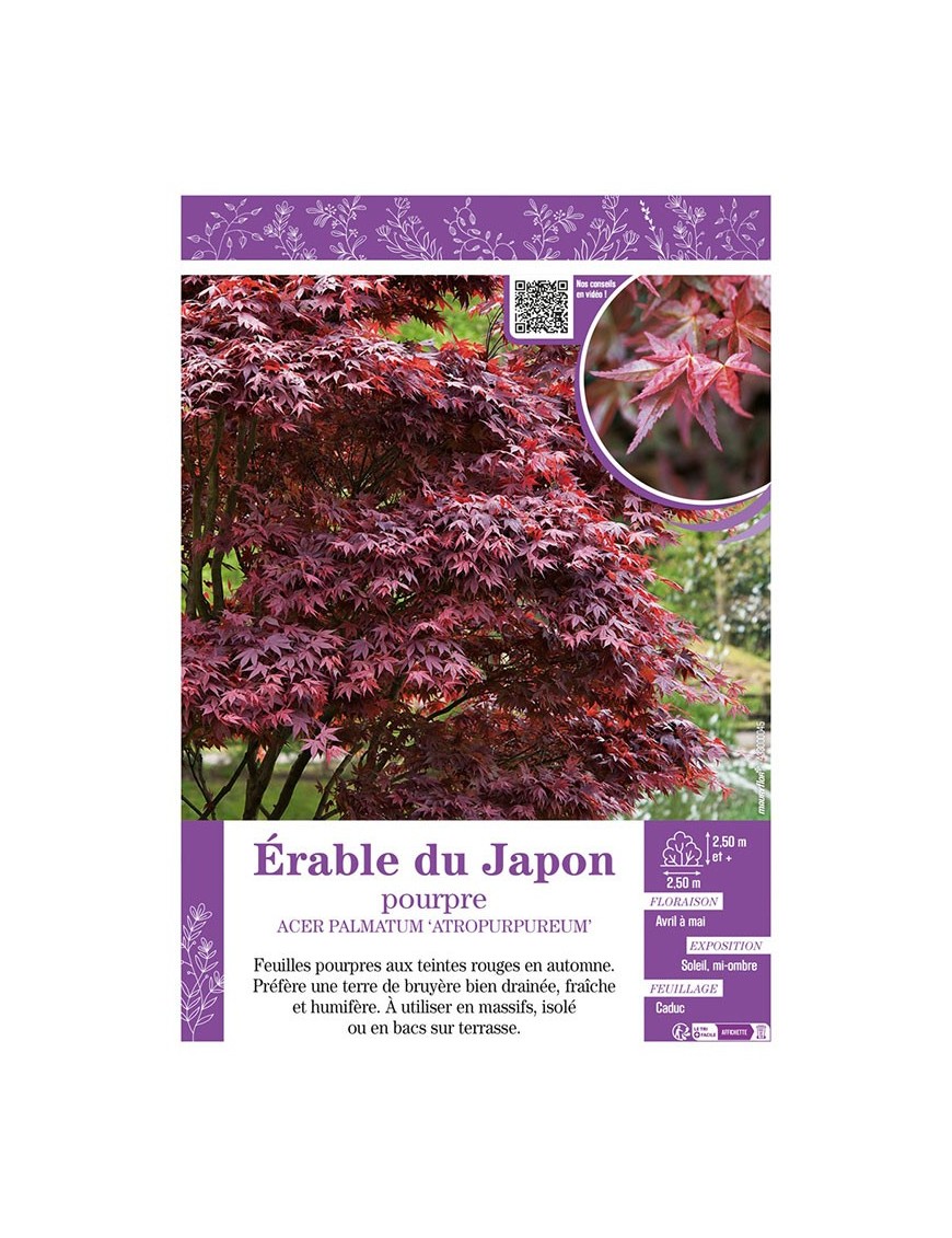 ACER PALMATUM ATROPURPUREUM voir ÉRABLE DU JAPON POURPRE