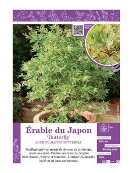 ACER PALMATUM BUTTERFLY voir ÉRABLE DU JAPON