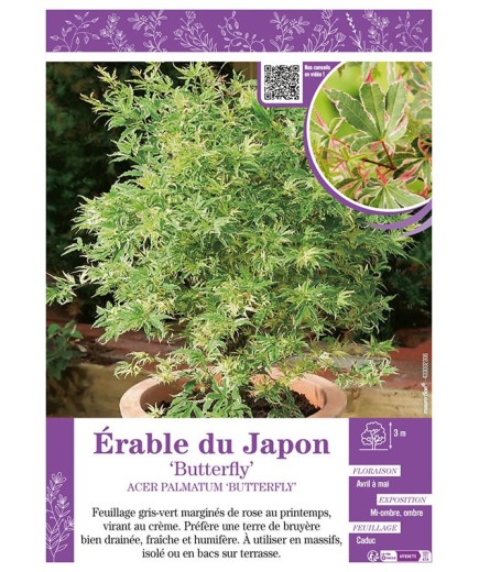 ACER PALMATUM BUTTERFLY voir ÉRABLE DU JAPON