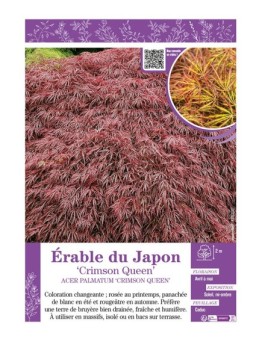 ACER PALMATUM CRIMSON QUEEN voir ÉRABLE DU JAPON