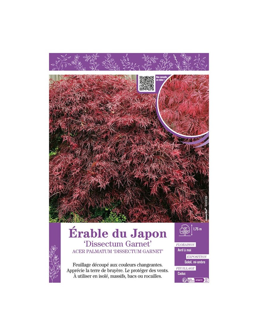 ACER PALMATUM DISSECTUM GARNET voir ÉRABLE DU JAPON