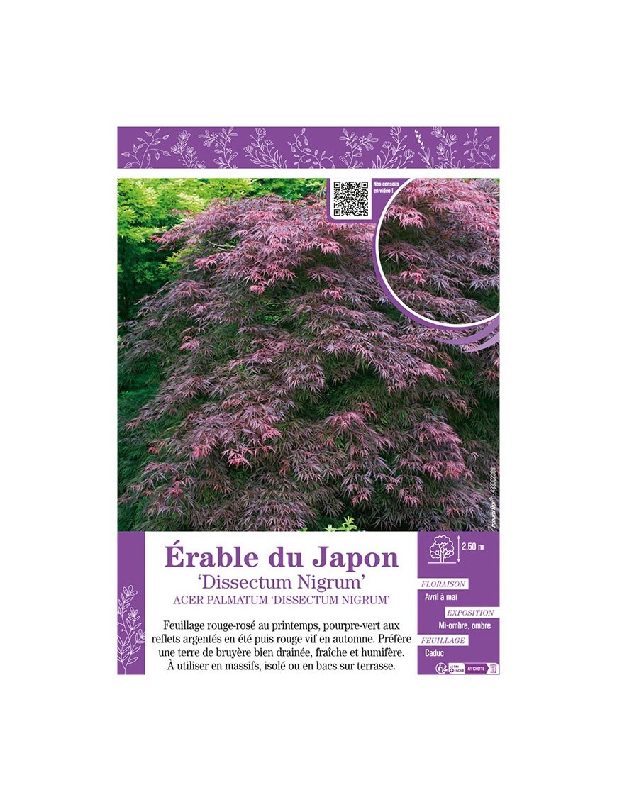 ACER PALMATUM DISSECTUM NIGRUM voir ÉRABLE DU JAPON
