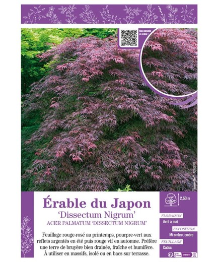 ACER PALMATUM DISSECTUM NIGRUM voir ÉRABLE DU JAPON