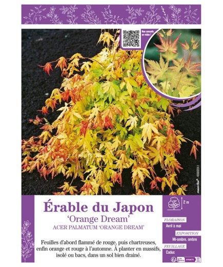 ACER PALMATUM ORANGE DREAM voir ÉRABLE DU JAPON