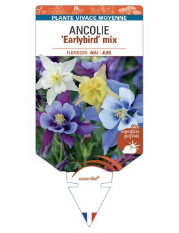 ANCOLIE Earlybird mix