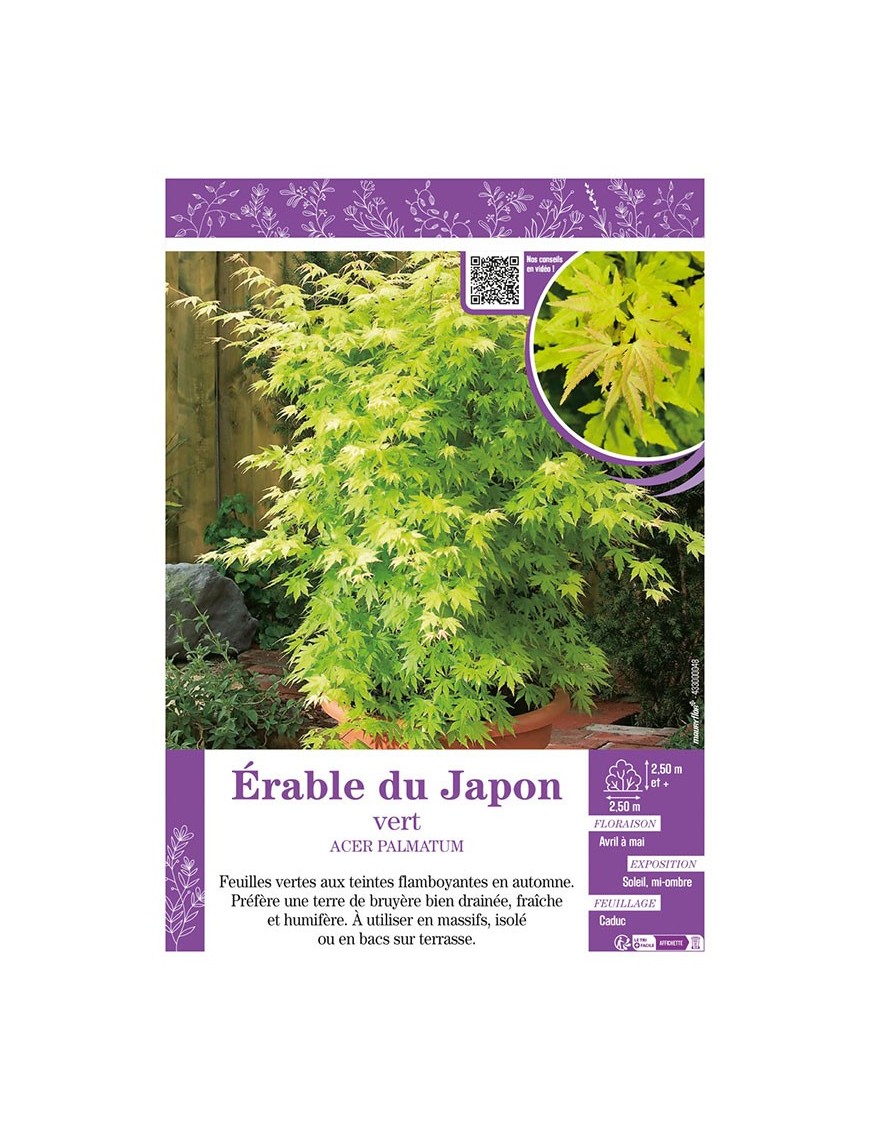 ACER PALMATUM voir ÉRABLE DU JAPON VERT