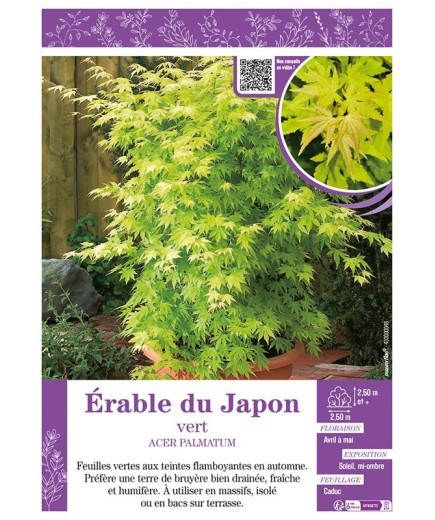 ACER PALMATUM voir ÉRABLE DU JAPON VERT