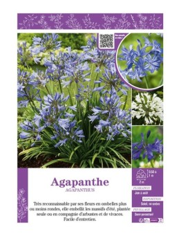 AGAPANTHE (varié)