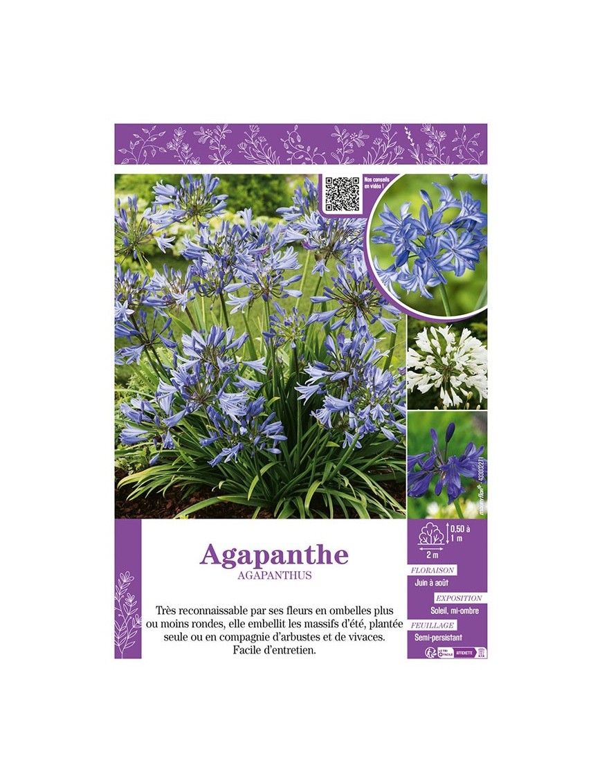 AGAPANTHE (varié)