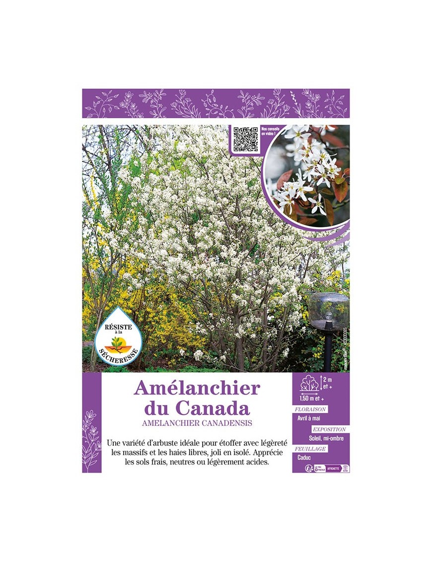 AMÉLANCHIER DU CANADA