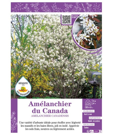 AMÉLANCHIER DU CANADA