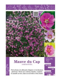 ANISODONTEA voir MAUVE DU CAP (varié)