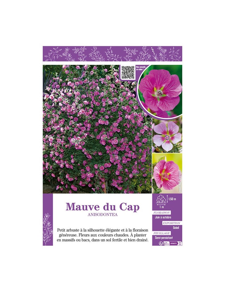 ANISODONTEA voir MAUVE DU CAP (varié)