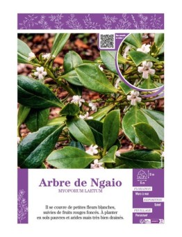 ARBRE DE NGAIO MYOPORUM LAETUM