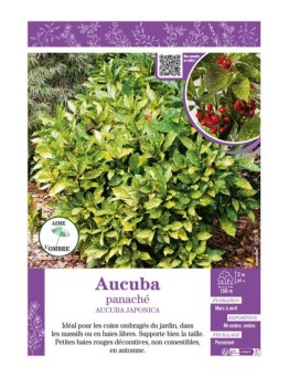 AUCUBA PANACHÉ AUCUBA JAPONICA