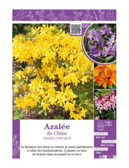 AZALEA CADUQUE voir AZALÉE DE CHINE (varié)