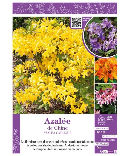 AZALEA CADUQUE voir AZALÉE DE CHINE (varié)