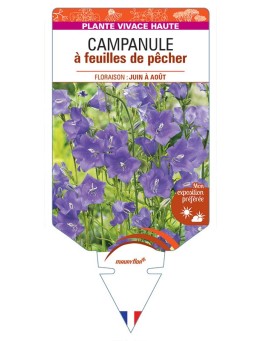 CAMPANULE A FEUILLES DE PECHER (bleu) *