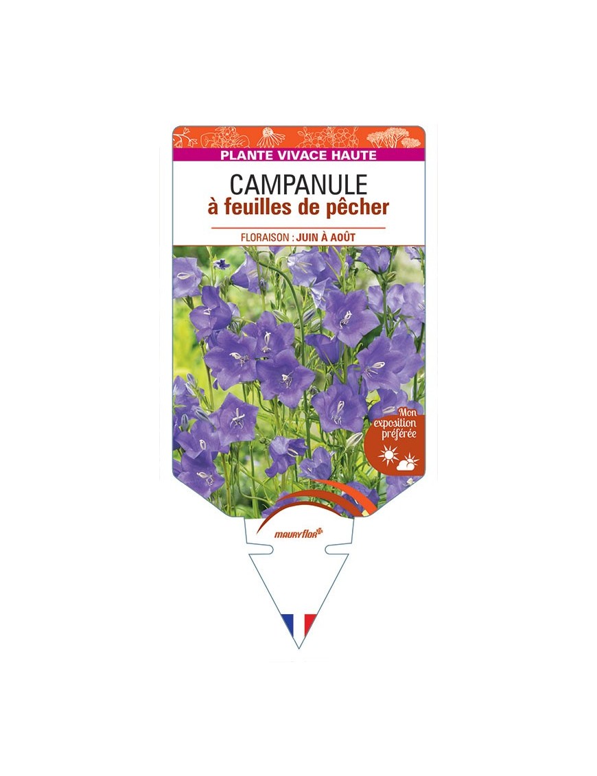 CAMPANULE A FEUILLES DE PECHER (bleu) *