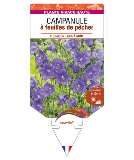 CAMPANULE A FEUILLES DE PECHER (bleu) *