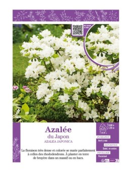 AZALEA JAPONICA voir AZALÉE DU JAPON (blanc)