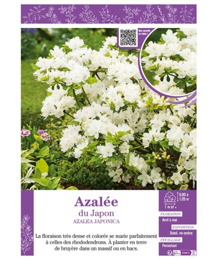 AZALEA JAPONICA voir AZALÉE DU JAPON (blanc)