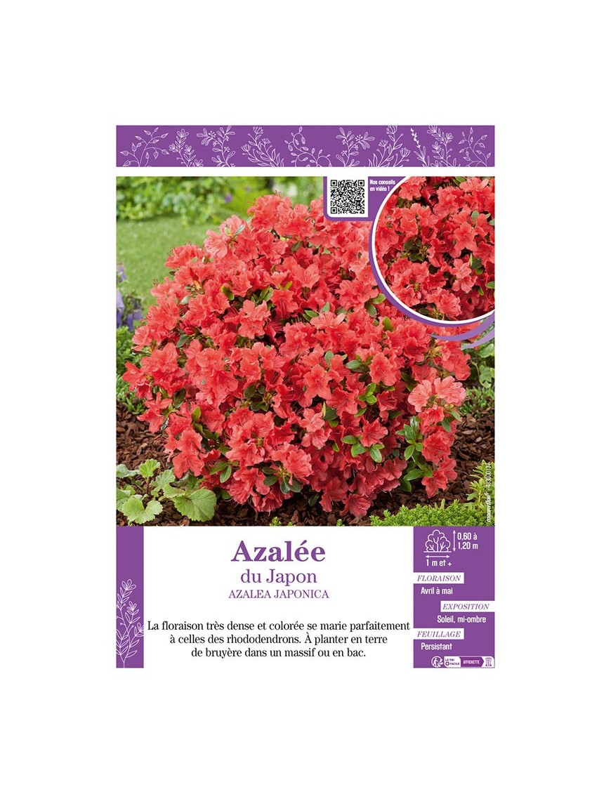 AZALEA JAPONICA voir AZALÉE DU JAPON (orange)