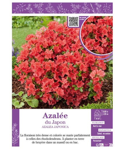 AZALEA JAPONICA voir AZALÉE DU JAPON (orange)