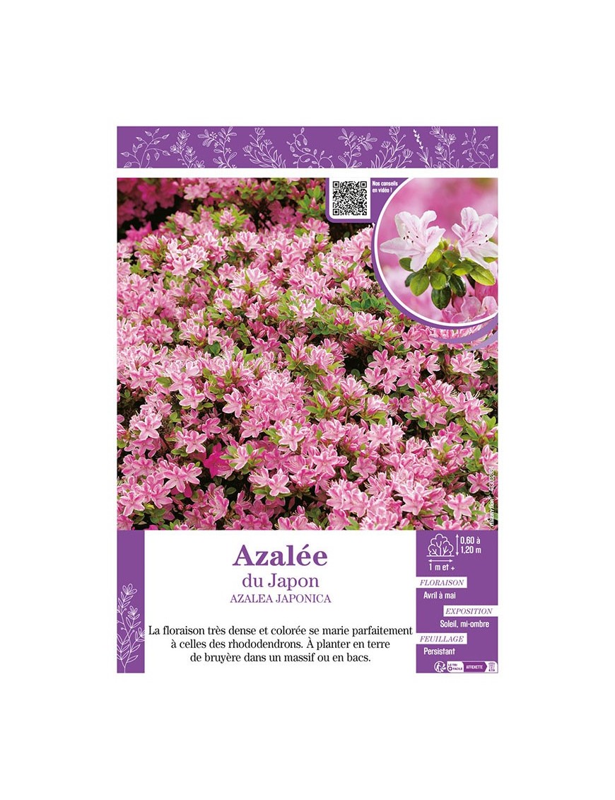 AZALEA JAPONICA voir AZALÉE DU JAPON (rose)