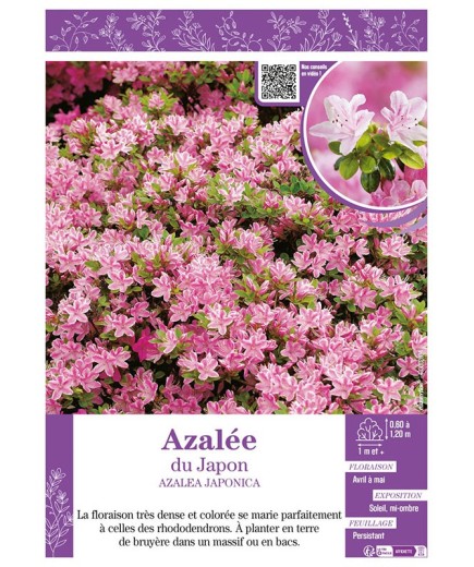 AZALEA JAPONICA voir AZALÉE DU JAPON (rose)