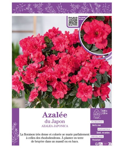 AZALEA JAPONICA voir AZALÉE DU JAPON (rose intense)